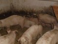 /album/fotogalerie-vykrm-prasat/dsc04657-jpg/