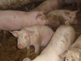 /album/fotogalerie-vykrm-prasat/dsc04658-jpg/