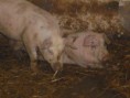 /album/fotogalerie-vykrm-prasat/dsc04672-jpg/